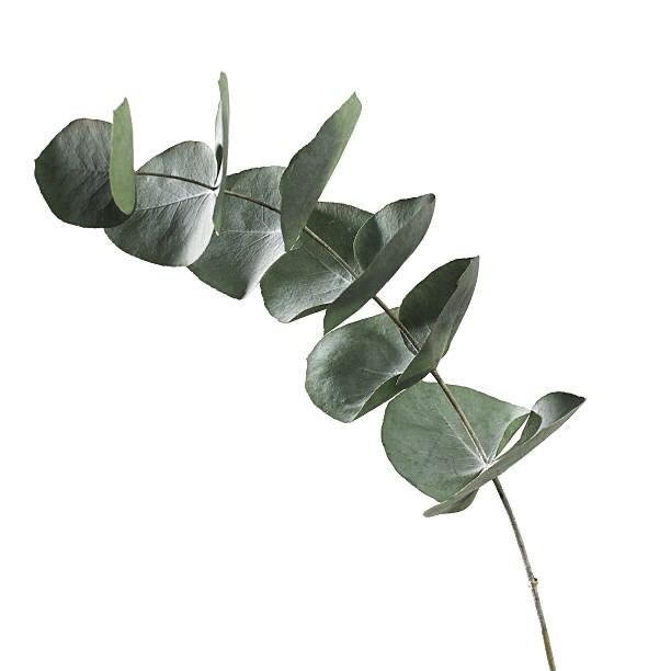 Artificial Basil Leaves
